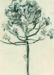 arboles4.jpg.jpg