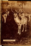 SELDIA48.pdf.jpg